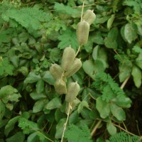 Dioscorea tomentosa J.Koenig ex Spreng.